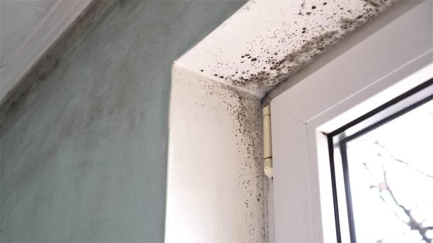 Best Mold Removal for HVAC Installations  in Perham, MN