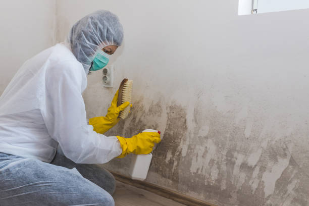 Best Real Estate Mold Inspection  in Perham, MN