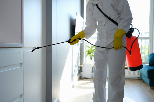 Best Attic Mold Removal  in Perham, MN