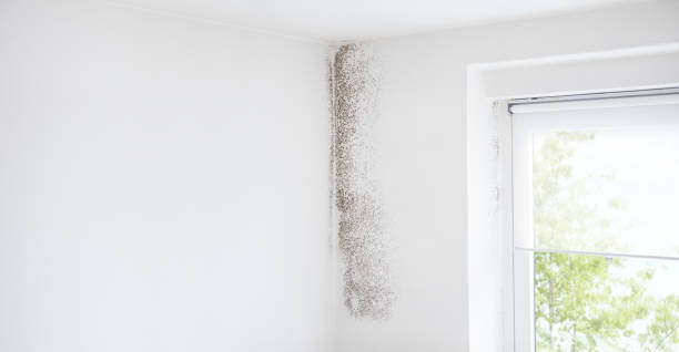 Best Comprehensive Air Testing for Mold Contaminants  in Perham, MN