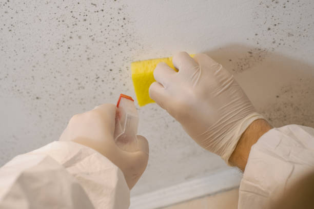 Asbestos and Lead Testing During Mold Inspection in Perham, MN