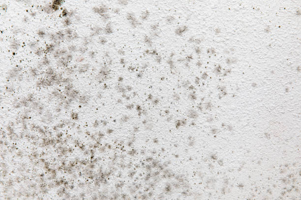 Perham, MN Mold Removal Company
