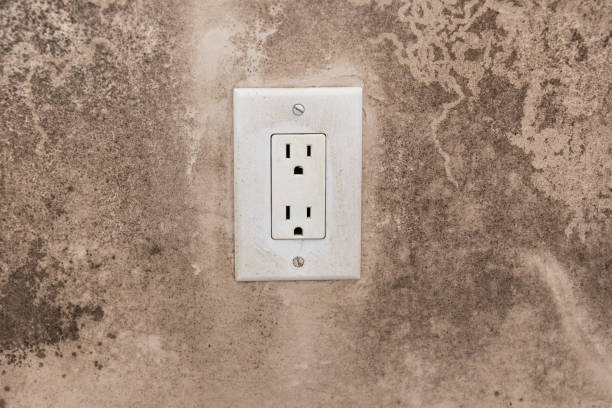 Forensic Mold Investigation in Perham, MN