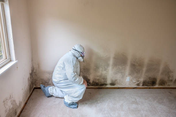 Best Crawl Space Mold Remediation  in Perham, MN