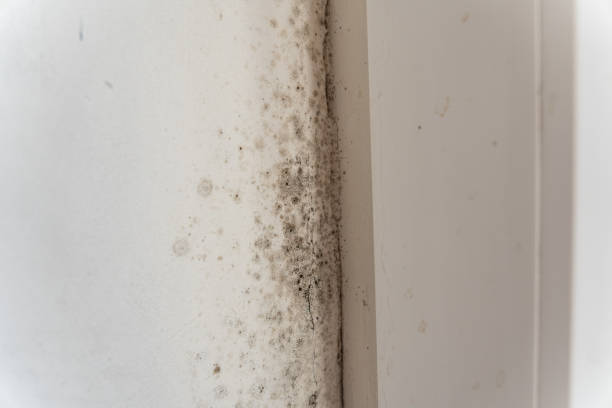 Best Mold Remediation for Rental Properties  in Perham, MN