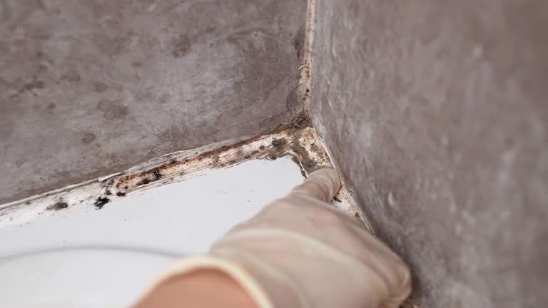 Best Basement Mold Removal  in Perham, MN
