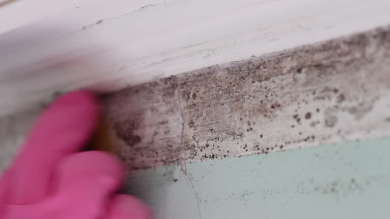 Best Black Mold Removal  in Perham, MN